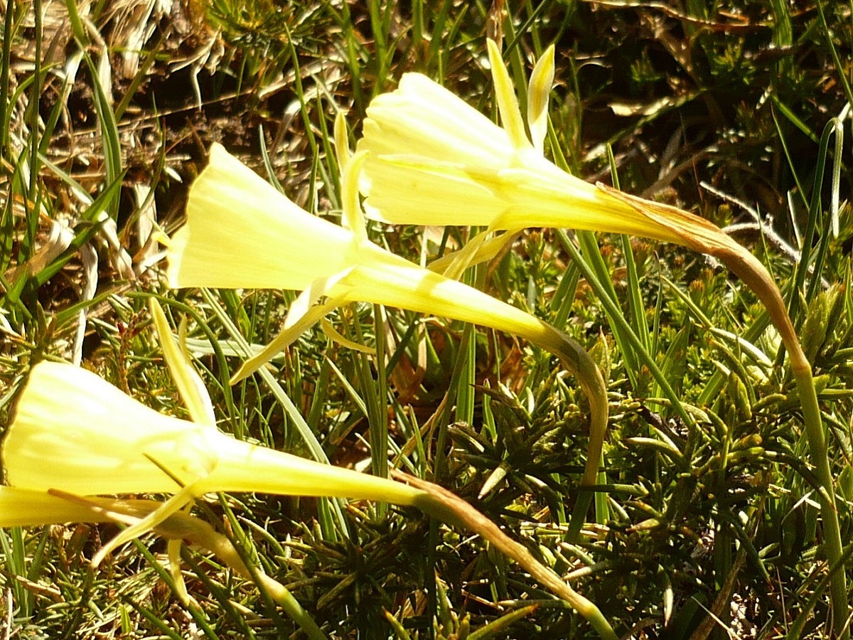 Narcissus gigas (Amaryllidaceae)